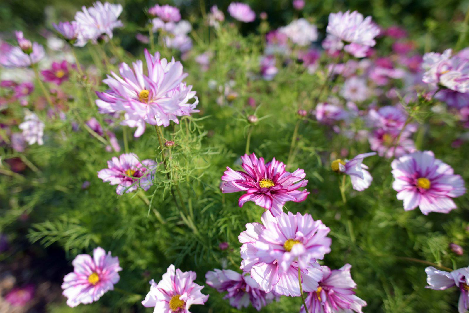 double click purple cosmos grown in field at Fleuris Studio & Blooms