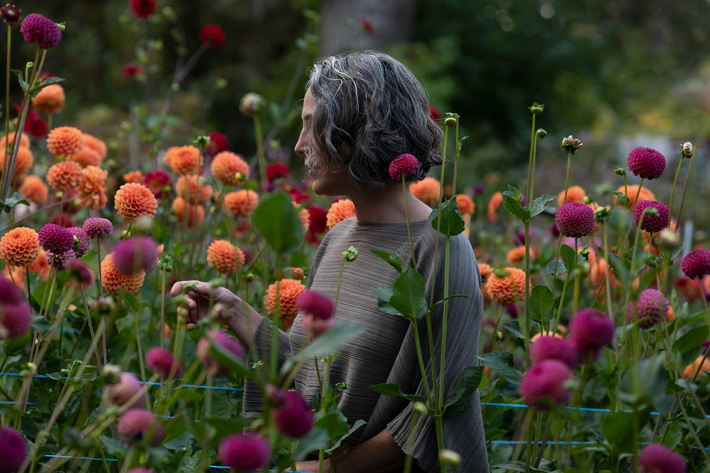 Portrait of Julie Rémy, owner of Fleuris Orchard & Blooms surrounded by dahlias growing at the farm with the forest in the background.