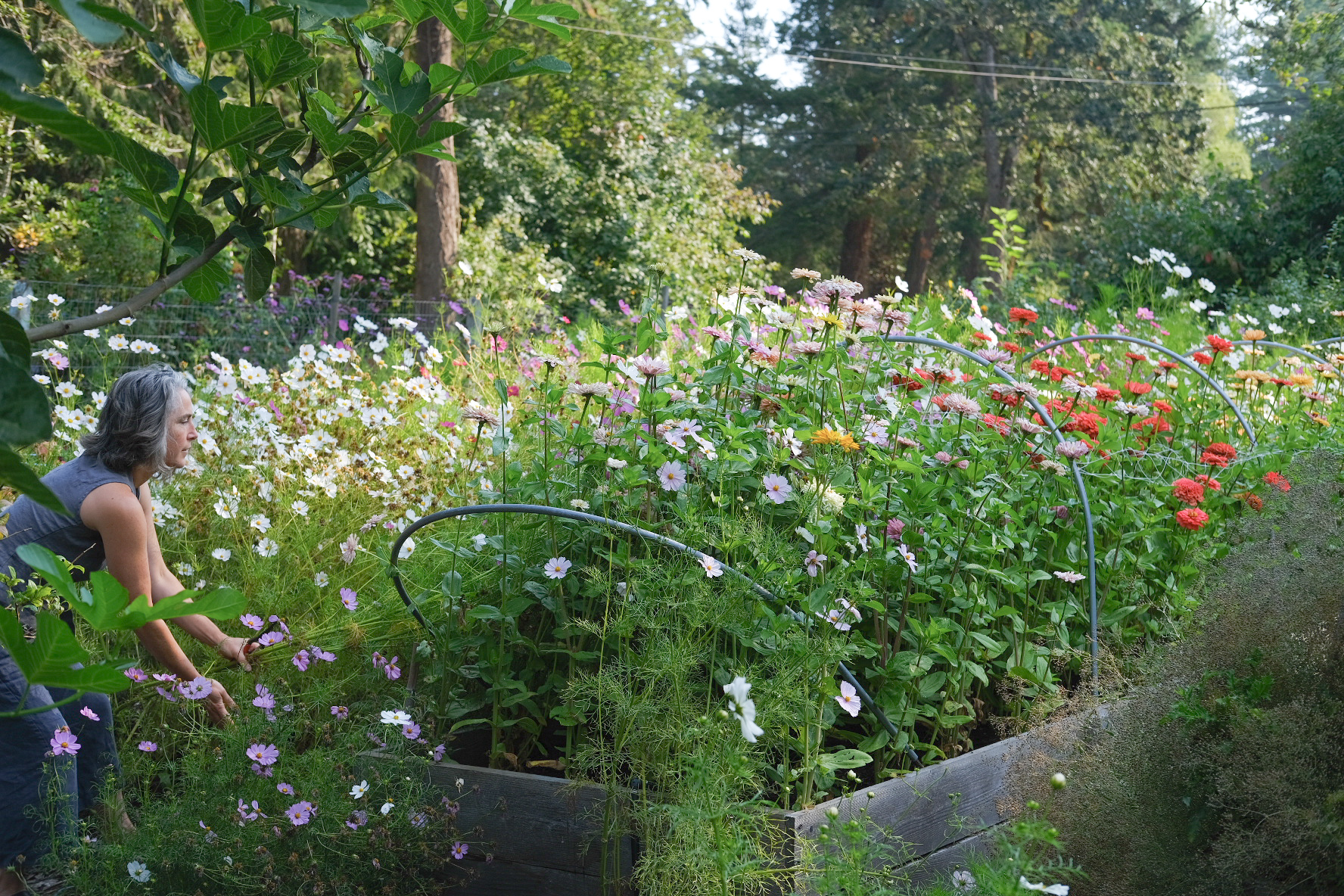 Julie Rémy harvesting cosmos flowers in a summer flower garden bed at Fleuris Orchard & Blooms in Saanich.