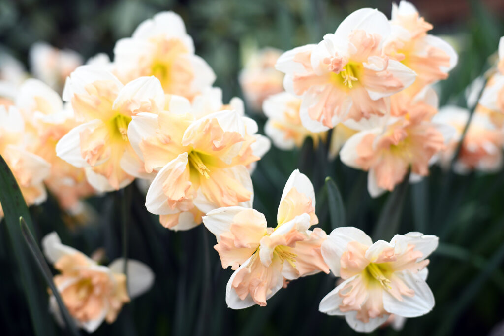 Specialty narcissus growing in the orchard garden at Fleuris Orchard & Blooms.
