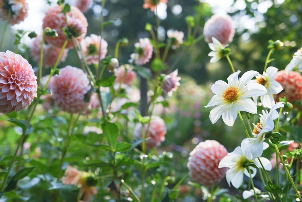 Dahlias growing in the orchard garden at Fleuris Orchard & Blooms.